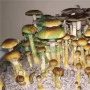 Psilocybe Cubensis spore Lizard King